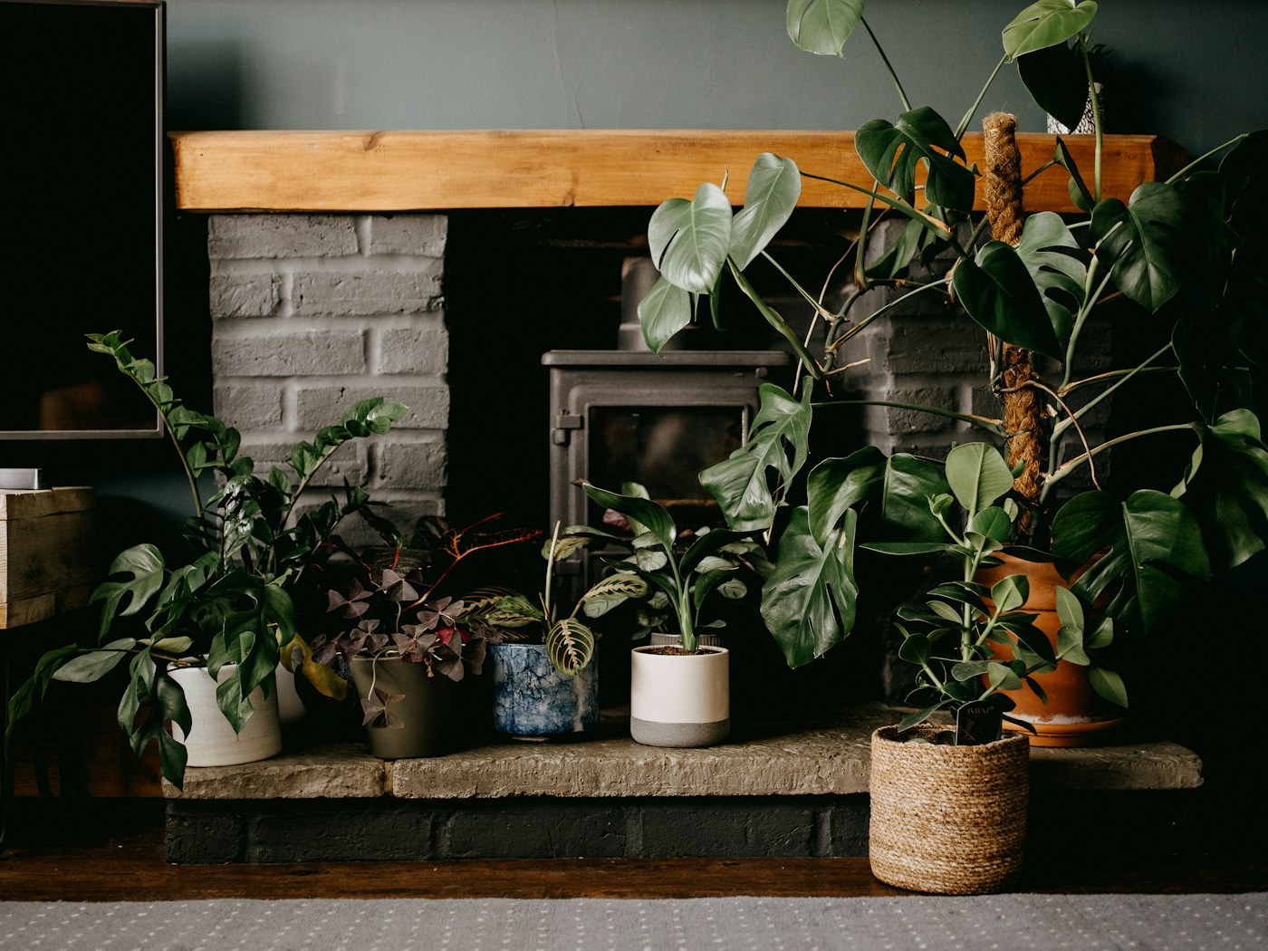 A collection of leafy houseplants beside a fireplace